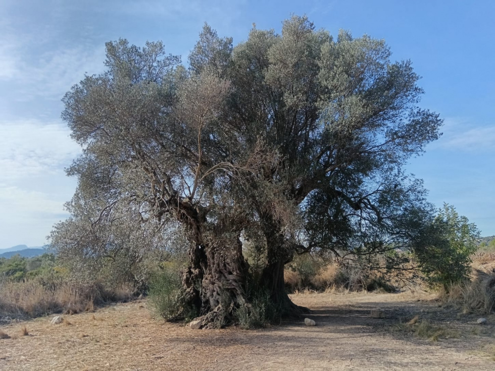 Olivera milenaria de X&agrave;bia.