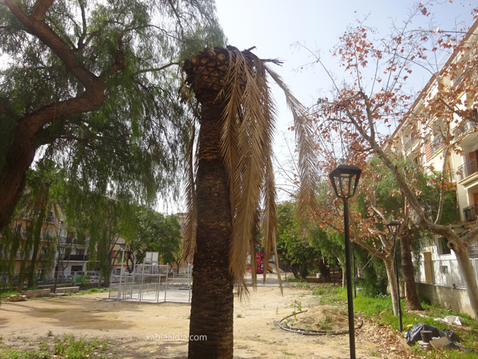 Una de las palmeras muertas en el parque Thiviers de X&agrave;bia
