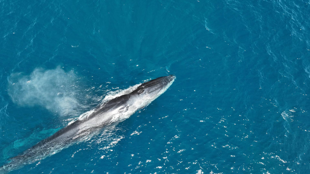 Imagen de un rorcual. EFE/UPV