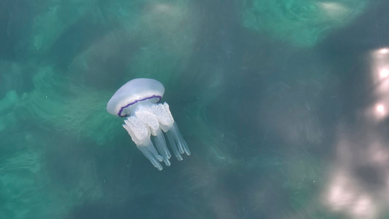Un ejemplar de Rhizostoma pulmo fotografiado en aguas de X&agrave;bia durante los &uacute;ltimos d&iacute;as.