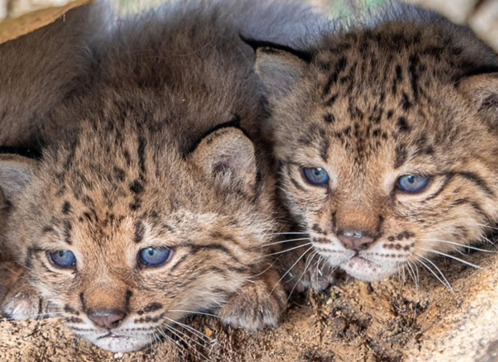 'Xàbia' puede ser el nombre de las nuevas crías de lince ibérico nacidas en El Acebuche