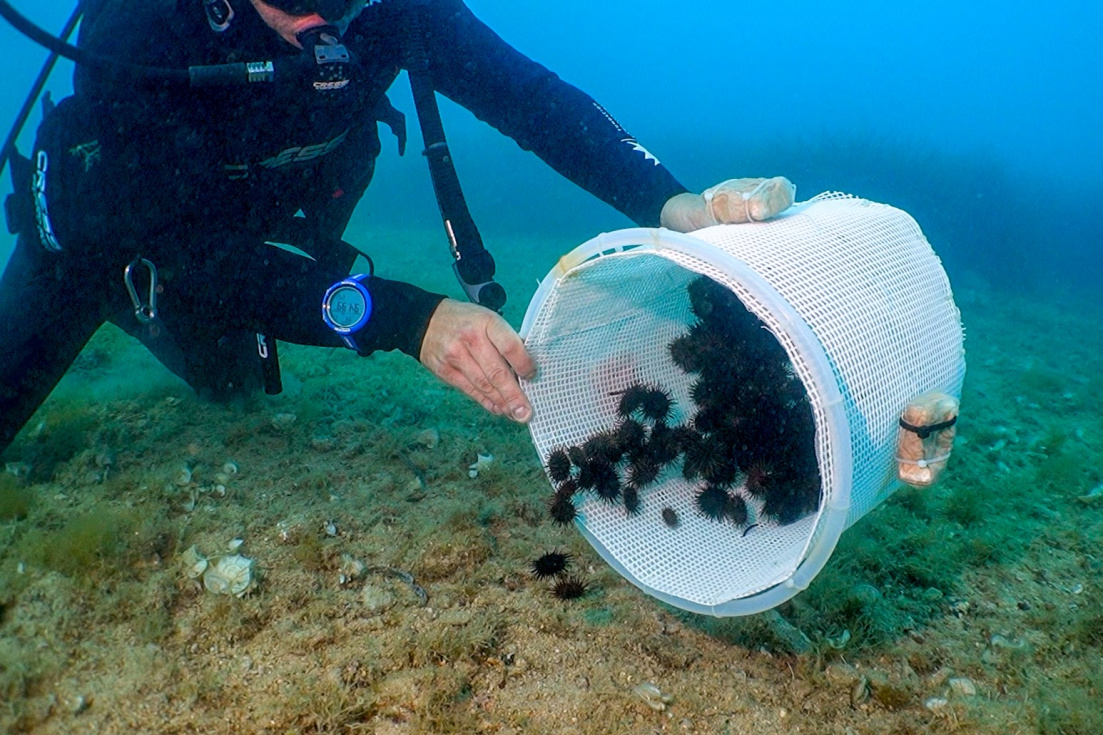 Sueltan 1.800 erizos de mar en la Reserva Marina del Cap de Sant Antoni para reforzar la especie en la Comunitat