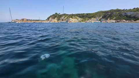 La presencia de medusas vuelve a ser habitual en distintos puntos del litoral de Xàbia.
