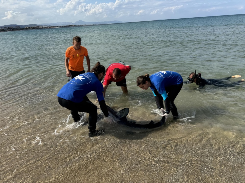Veterinarios del Oceanogr&agrave;fic con el tibur&oacute;n, en una imagen facilitada a EFE