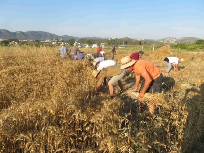 Jesús Pobre se propone ahora recuperar el cultivo del trigo
