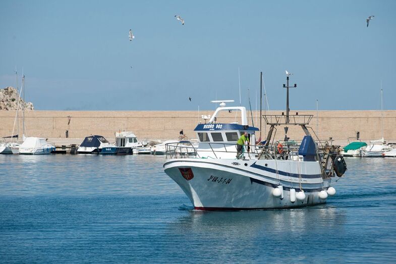 La Fundación del Oceanogràfic propone dos rutas marineras en Xàbia para el mes de diciembre