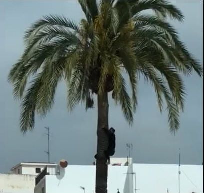 Video: La agilidad y temeridad de un joven trepando a una palmera del Portal del Clot