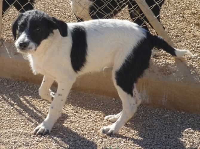 Apasa busca un hogar para Figo, que fue abandonado en la puerta de la perrera