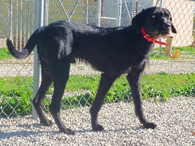Apasa busca un hogar para Guapo, un perro muy hogareño