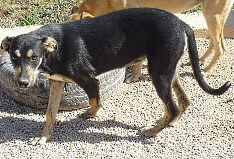 La protectora Apasa busca un hogar para ISA