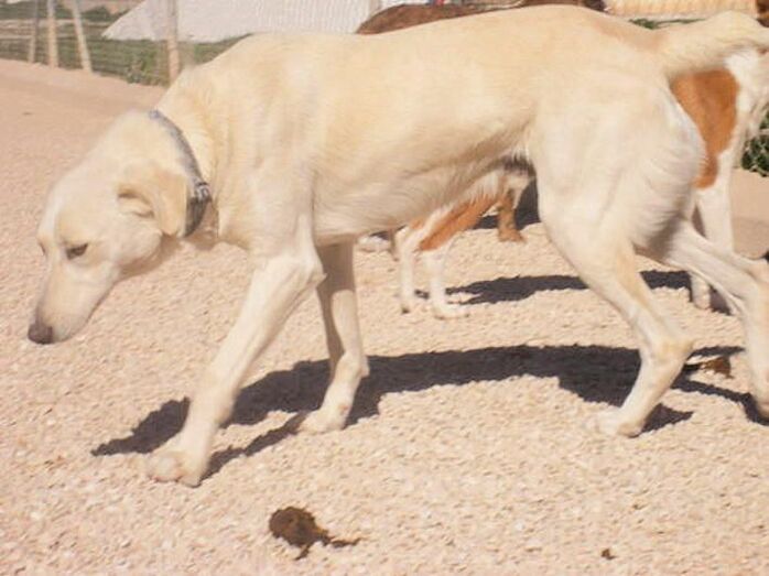 Itcho, un golden retriever en Apasa, que busca un hogar