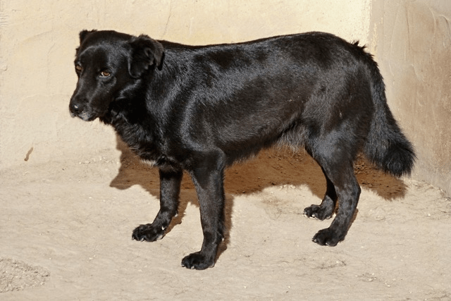 Apasa busca un hogar y una familia para Joseph