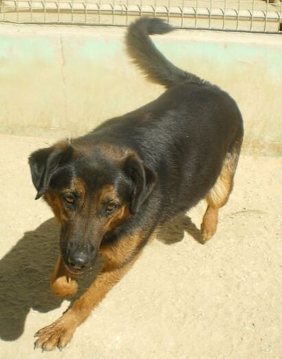 Apasa busca un hogar para Kitu