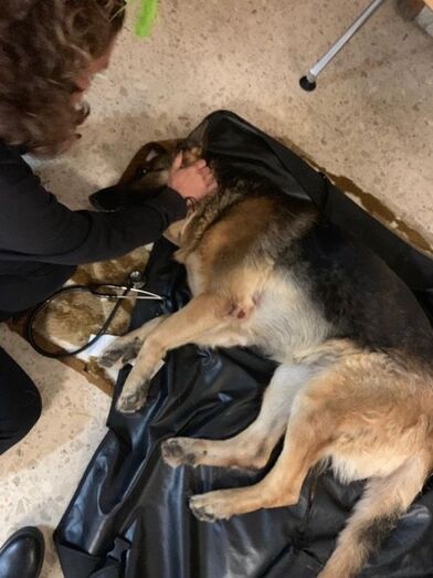 Dos voluntarias de RAMA, la Guardia Civil y dos residentes pasan la nochevieja junto a una perra atropellada