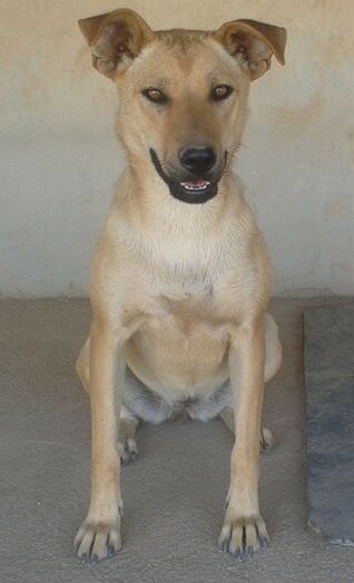 Apasa busca un hogar para la joven Mikka