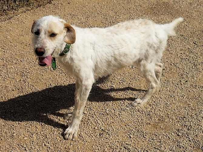 Apasa buscar un hogar para Nelly, una perra que fue encontrada en la calle
