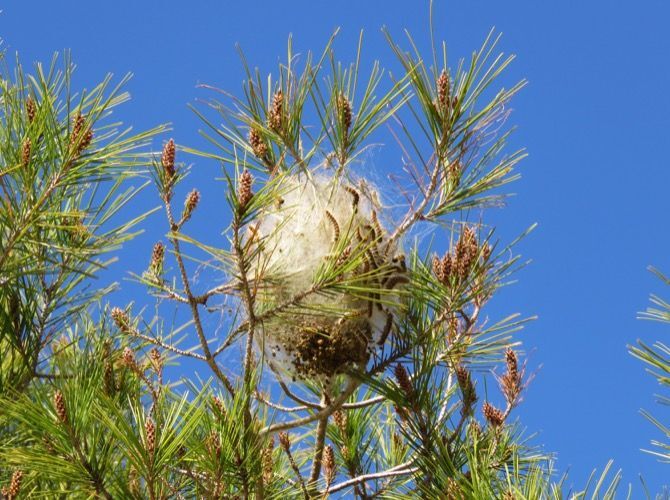 Preocupación entre los expertos porque la procesionaria ya está en fase de larvas en los pinos