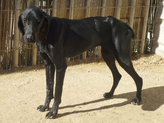 Apasa busca un hogar para Nina que está totalmente preparada para ser adoptada