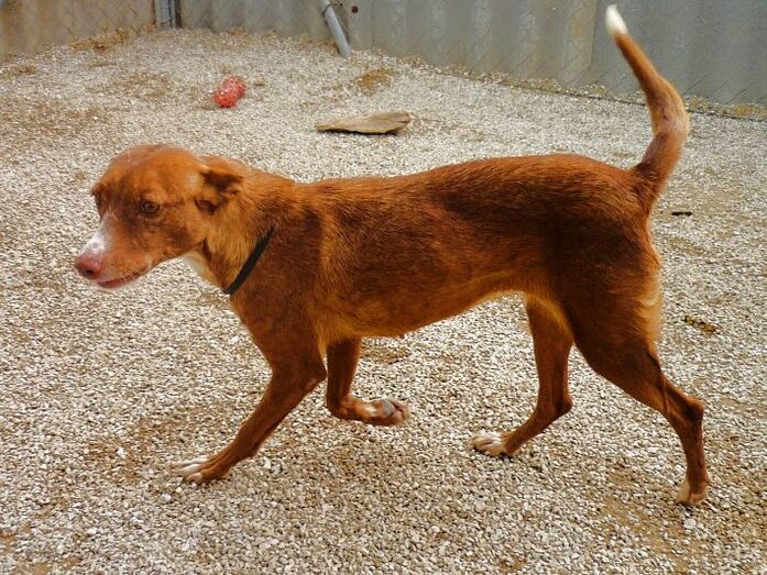 Palina, una de las perras de Apasa que busca un hogar