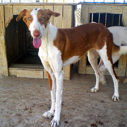 Pralina, una podenca que espera su adopción en Apasa