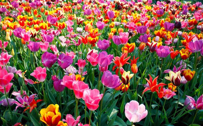 Espacio AMADEM: ¡La primavera, la sangre altera!