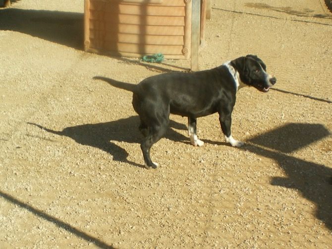 Apasa busca un hogar y una familia para Samka