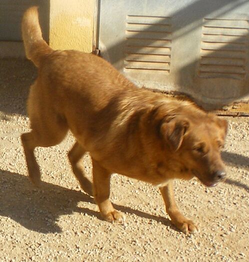 Apasa busca un hogar para la dulce Sandy