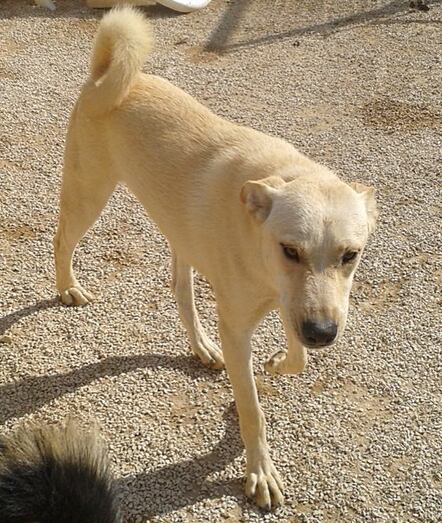 Apasa busca un hogar para Tapsy