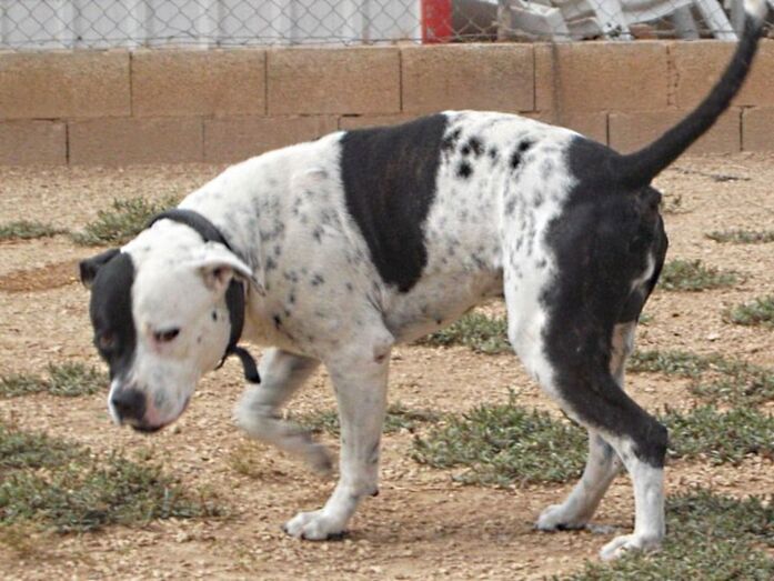 Apasa busca un hogar para Tayson, un American Stafford de características especiales