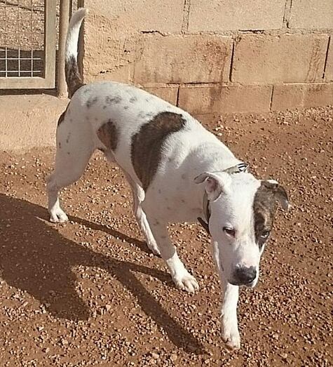 Apasa busca un hogar para Xuk, un perro joven, sociable y adaptado a vivir en un piso