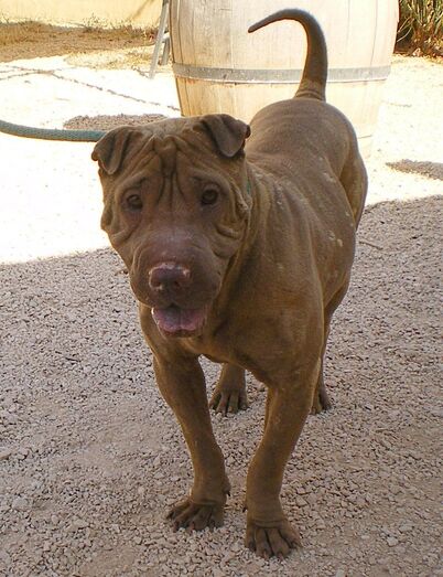 Apasa busca un hogar para Zuki, un perro con pedigrí