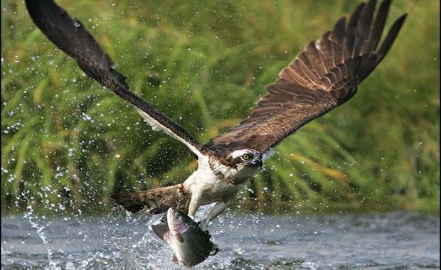 La reintroducción del águila pescadora en la Comunitat empezará en Xàbia