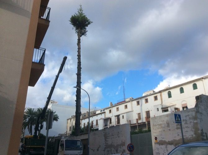 Servicios exigió por escrito al propietario de la araucaria que la cortara
