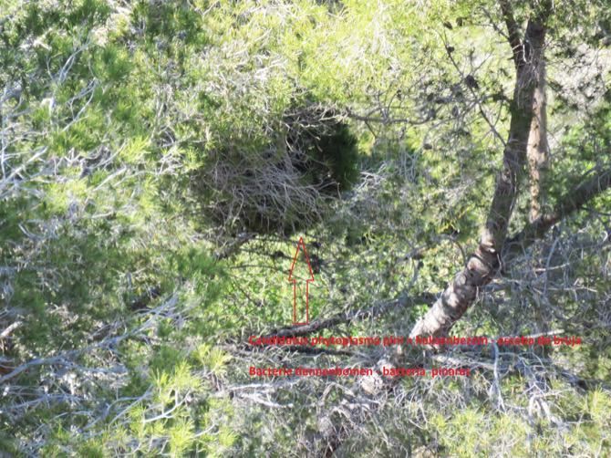 Una experta asegura que las bajas temperaturas de los últimos días reducirán los efectos de la plaga que deja las copas de los pinos secas