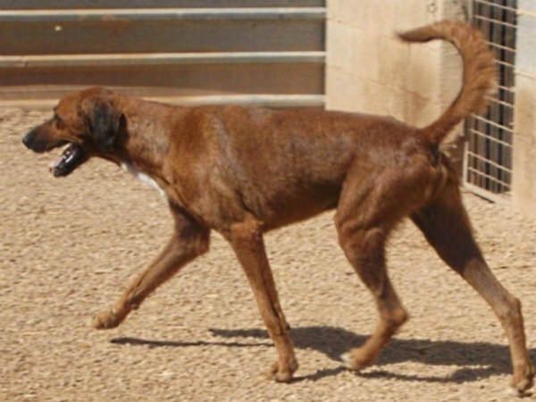 Apasa quiere devolverle un hogar a Balou