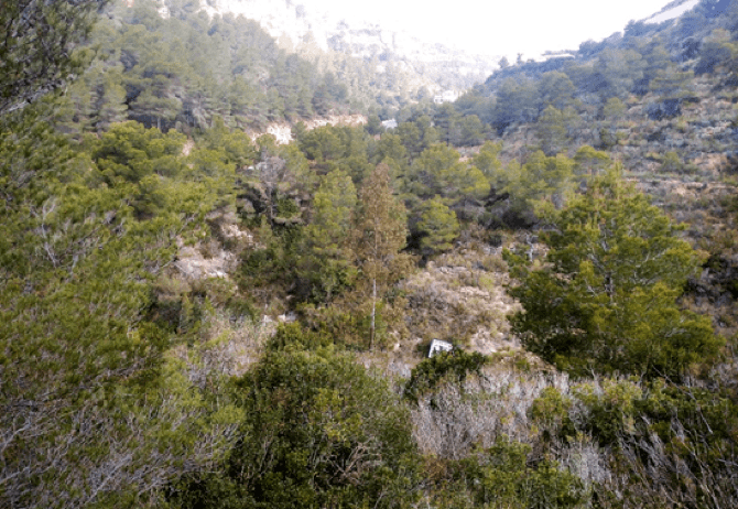 Benitatxell desbrozará el Barranc del Vicari i de l’ Infern  para reducir el riesgo de incendio