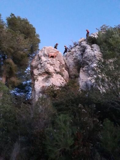 Los Bomberos rescatan a una cabra que estaba atrapada en lo alto de la partida Rebaldí