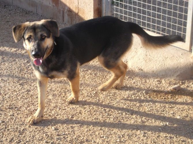 Apasa busca una familia para Cassandra