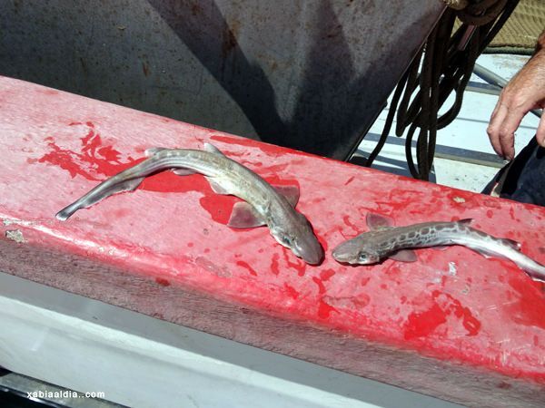 El Oceanogràfic liberará en Xàbia pintarrojas criadas a partir de embriones procedentes de descartes de pesca