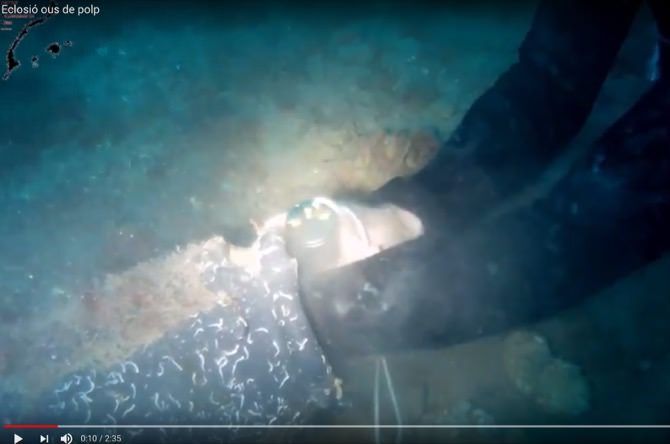 Vídeo: Eclosión de huevos de pulpo por el IROX
