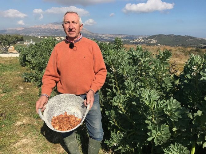 Los agricultores de Benitatxell cosechan 'la fava poblera'