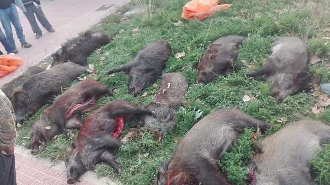 Los cazadores abaten 10 jabalíes en la zona del Rebaldí