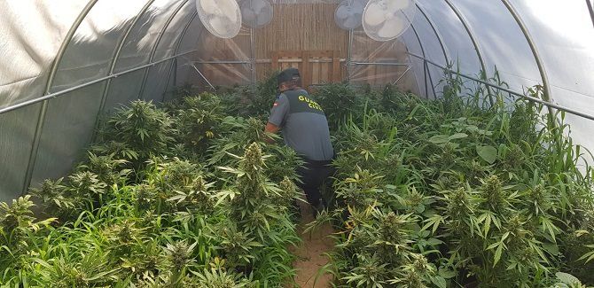 La Guardia Civil localiza y desmantela una plantación ilegal de marihuana en un chalet de Xàbia