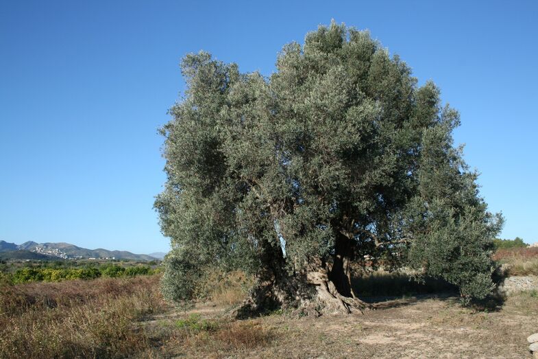 Descubre los árboles más antiguos del valle del Montgó con una ruta para toda la familia