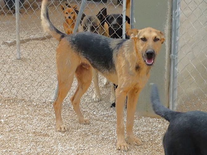 Ulli, un perro que desde muy pequeño está en Apasa y necesita un hogar