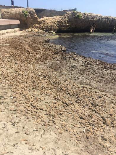 Servicios esperará a la noche para retirar las algas del Arenal