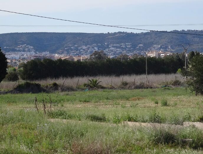 El Saladar seguirá verde: El equipo de gobierno rechaza -de nuevo- el proyecto para construir 1.000 viviendas y una ciudad deportiva