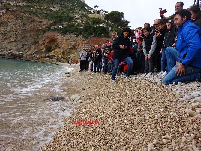 La tortuga Della vuelve al mar