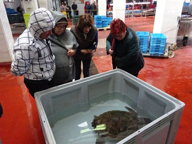 Aparece una tortuga en aparente buen estado en las redes de un pesquero de Xàbia