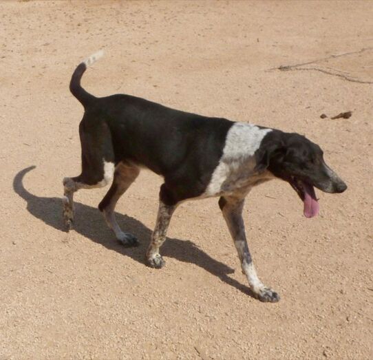 Apasa da a conocer uno de sus perros totalmente preparados para la adopción